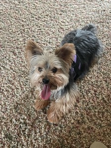 Hershey