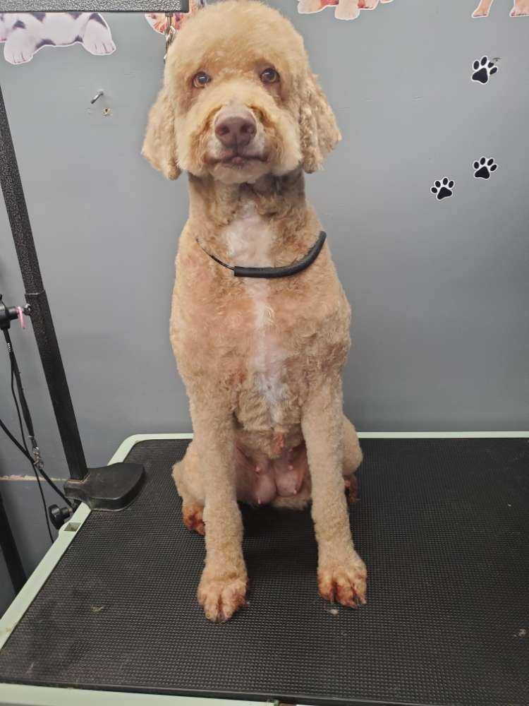 Bella