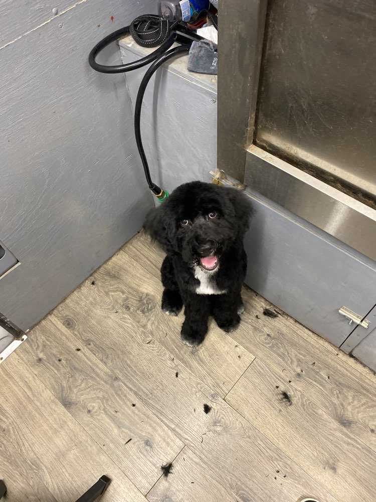 Duke