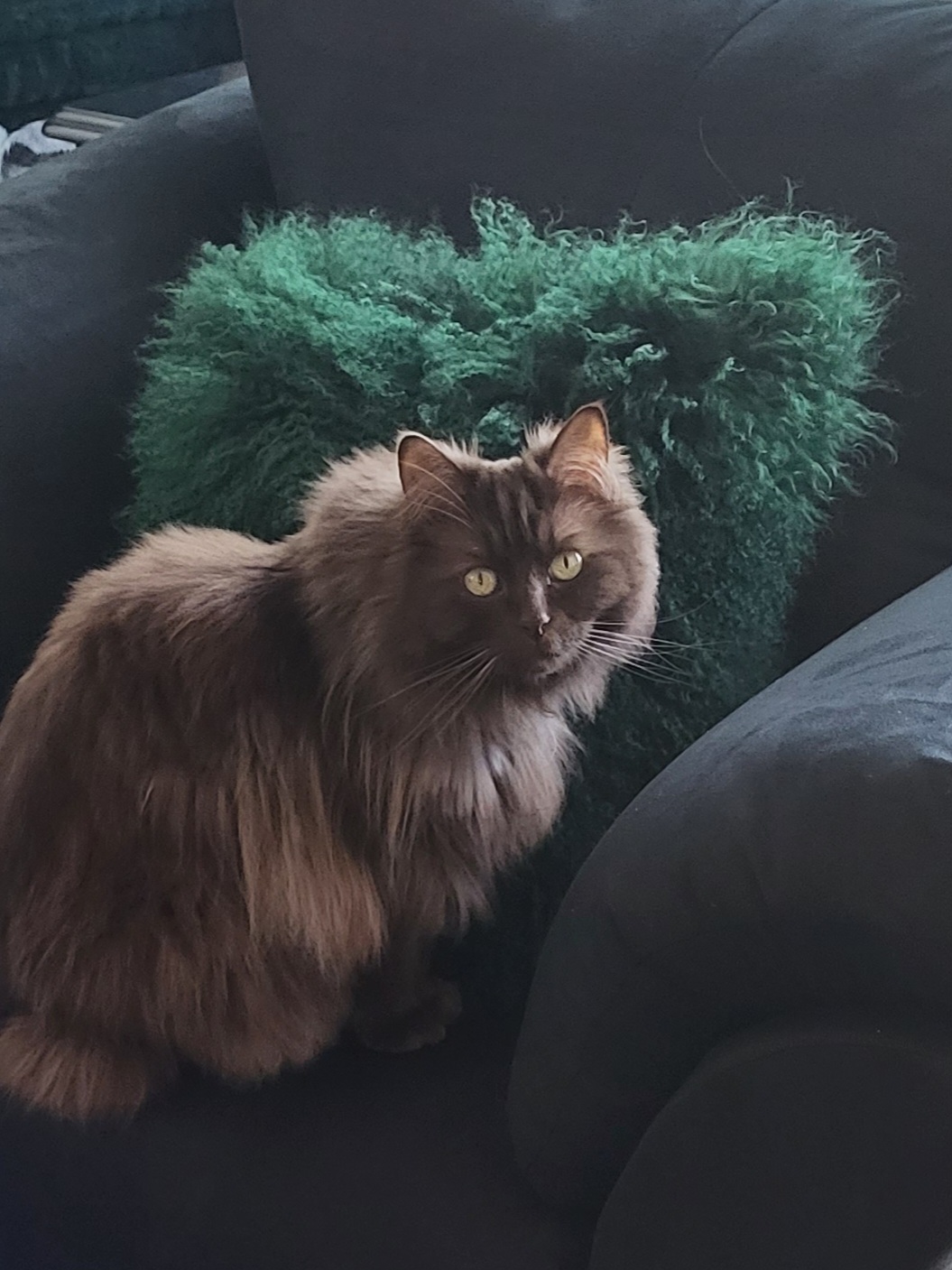 Wile E. Kitten ("Kitten" for short)