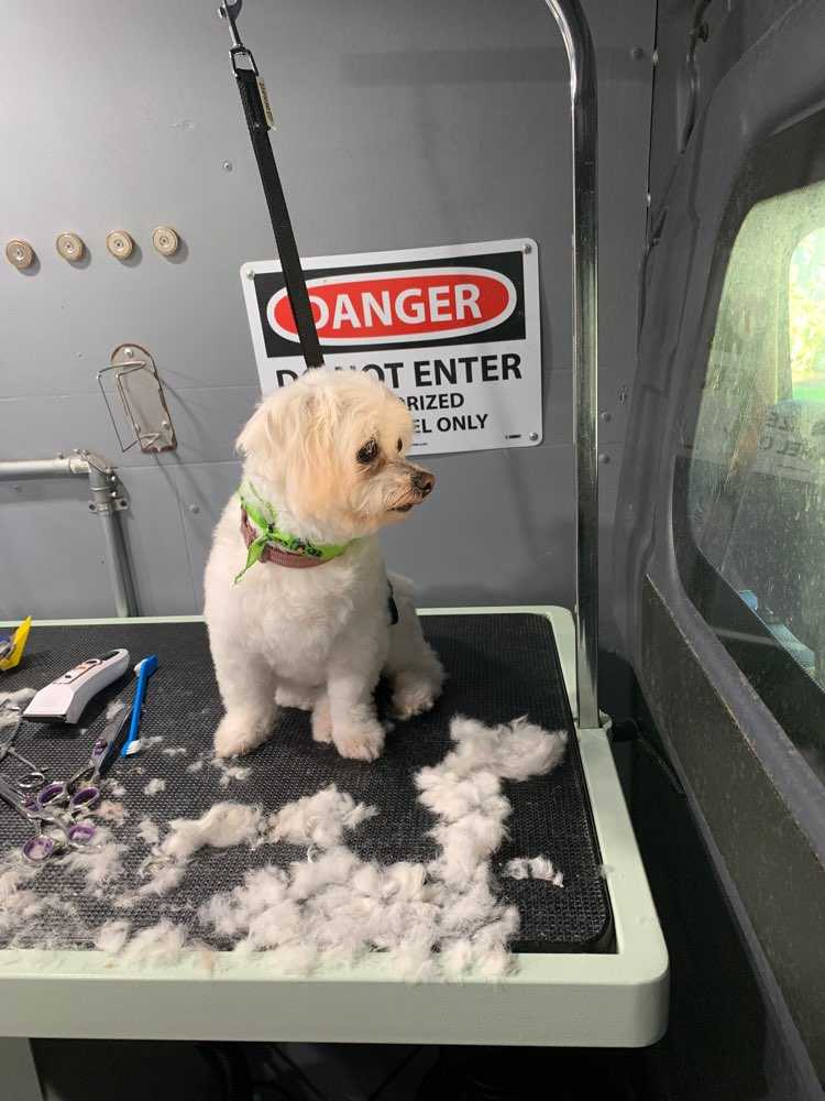 Pet