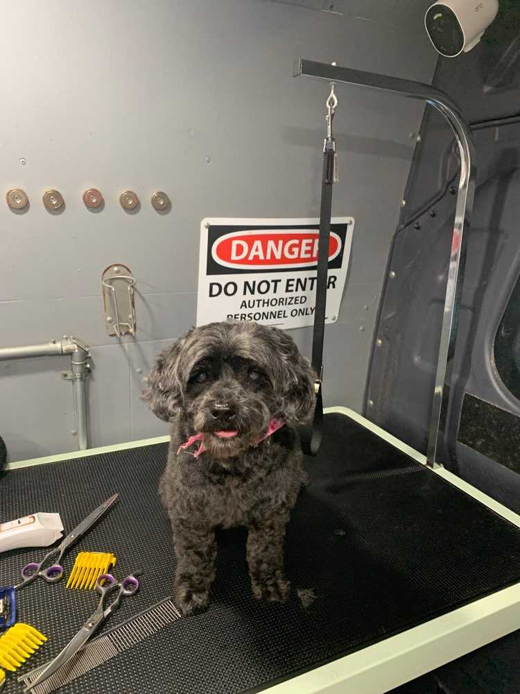Pet