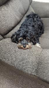 Cookie