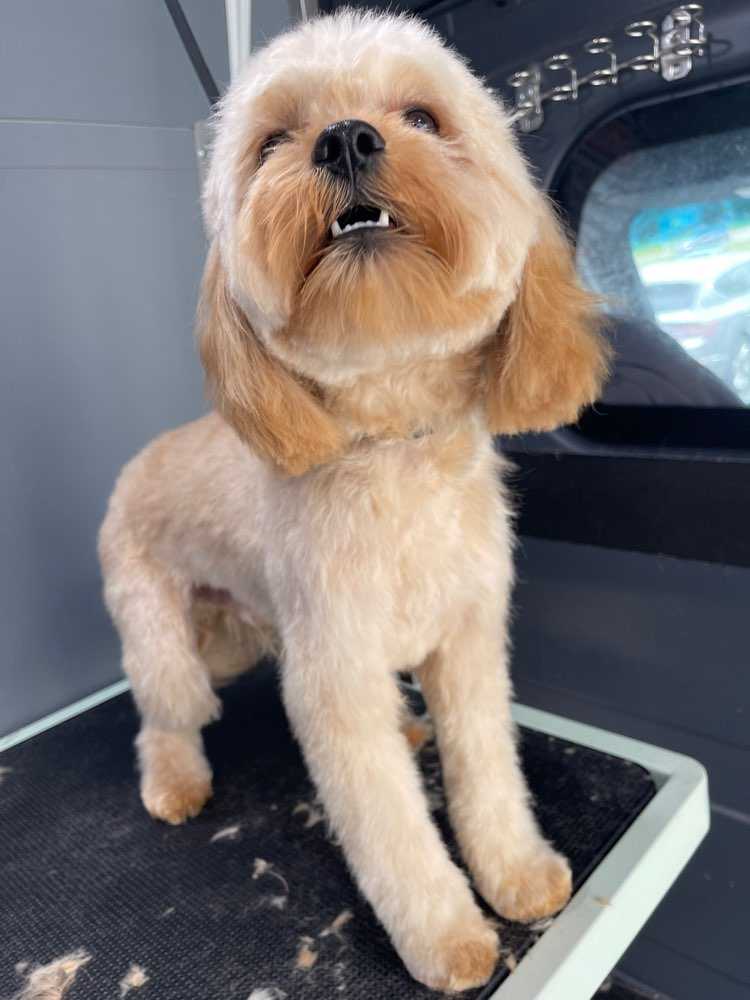 Bailey
