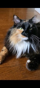Basil