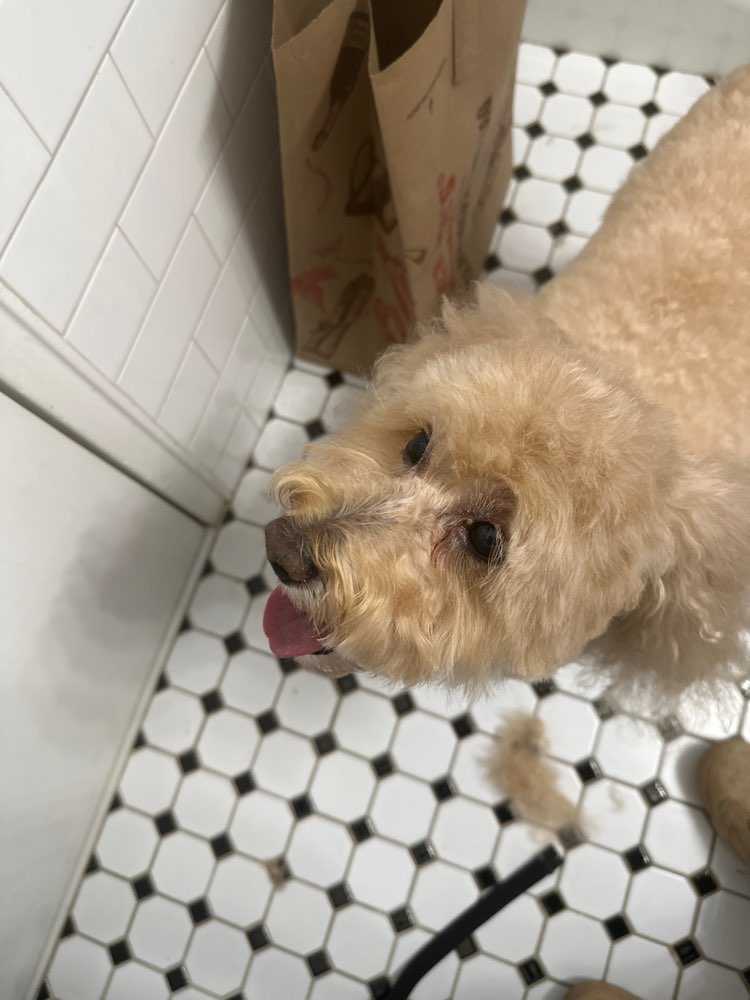 Pet