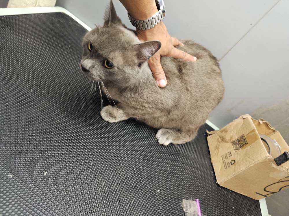 Figaro