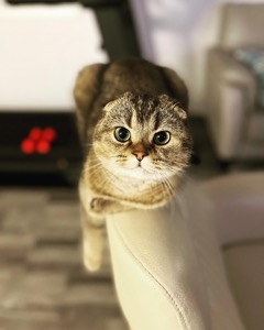 Cinnamon