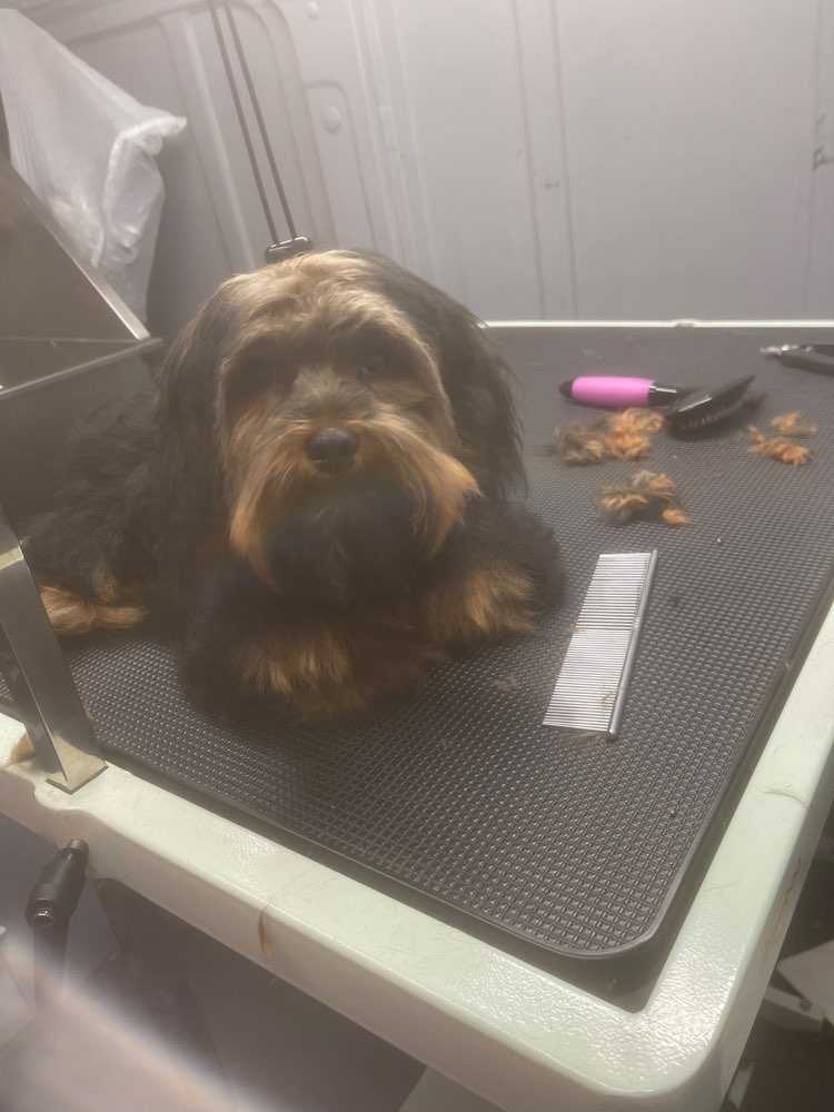 Pet