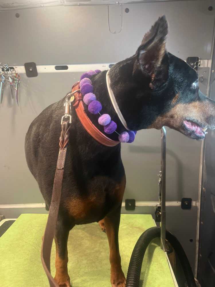 Bella