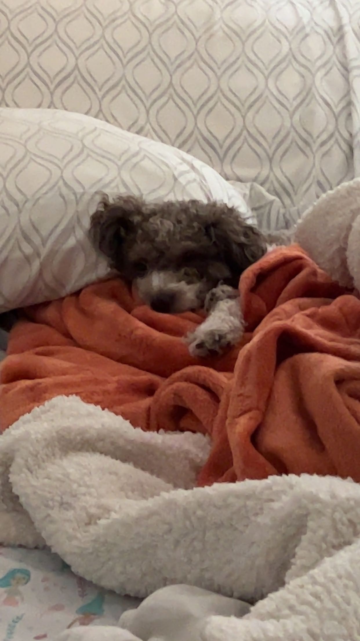 Sophie
