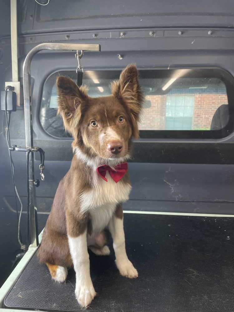 Archie