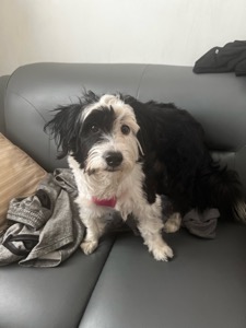 Dog Pet Photo