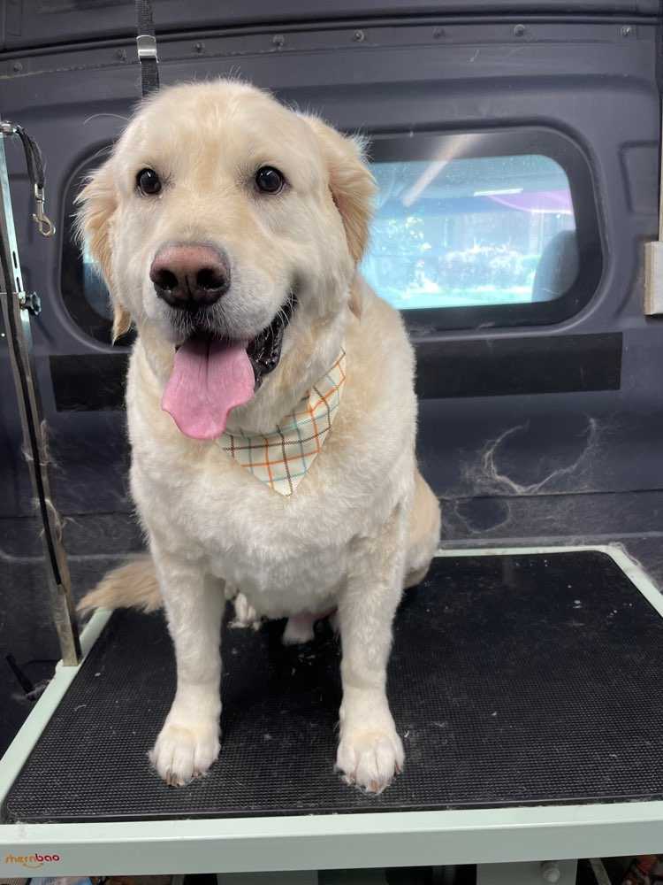 Brody