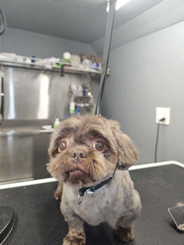 Pet