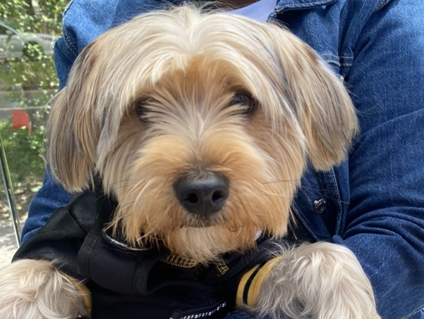 Dog Pet Photo