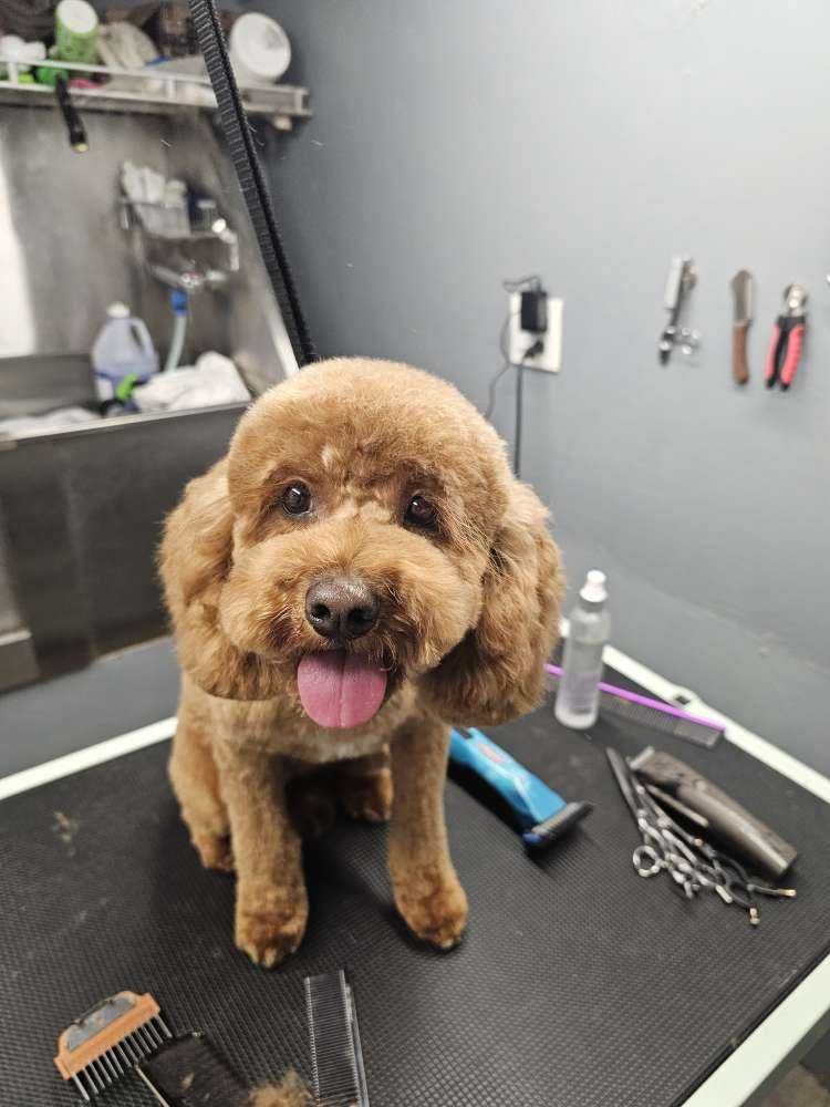 Phoebe