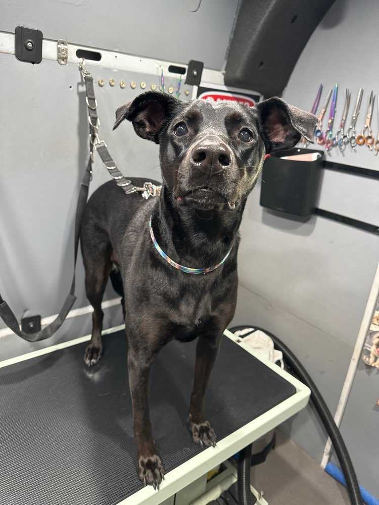 Dog Pet Photo