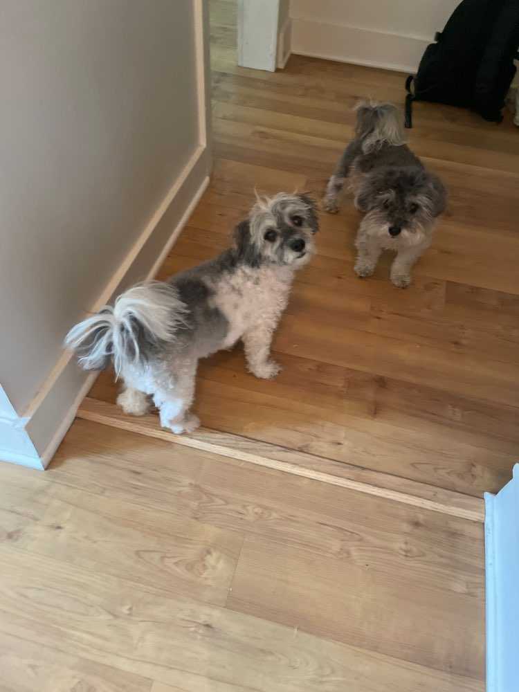 Dog Pet Photo