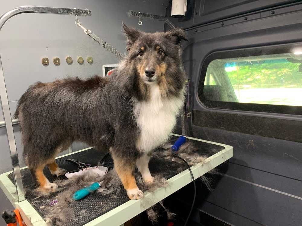 Dog Pet Photo