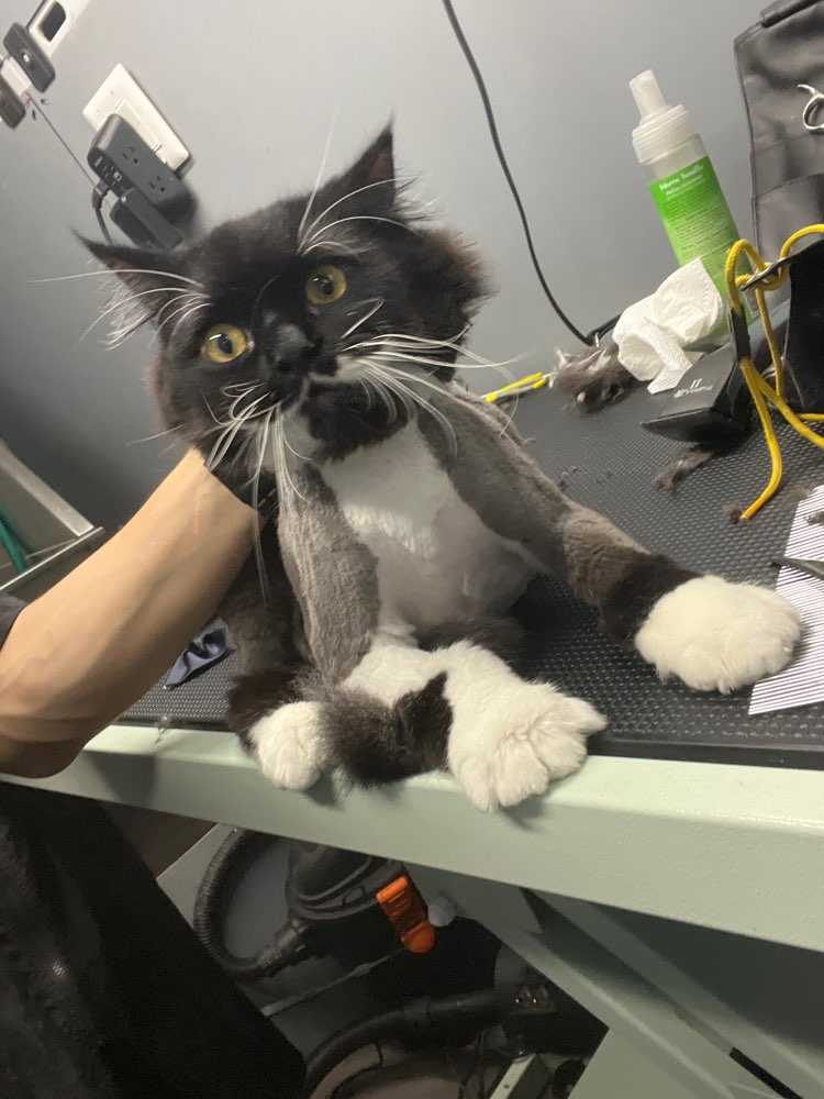 Puss