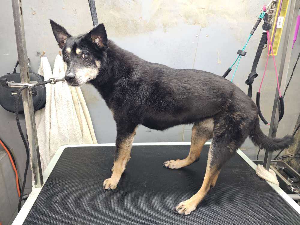 Nala