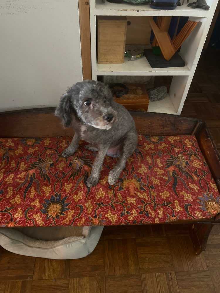 Dog Pet Photo