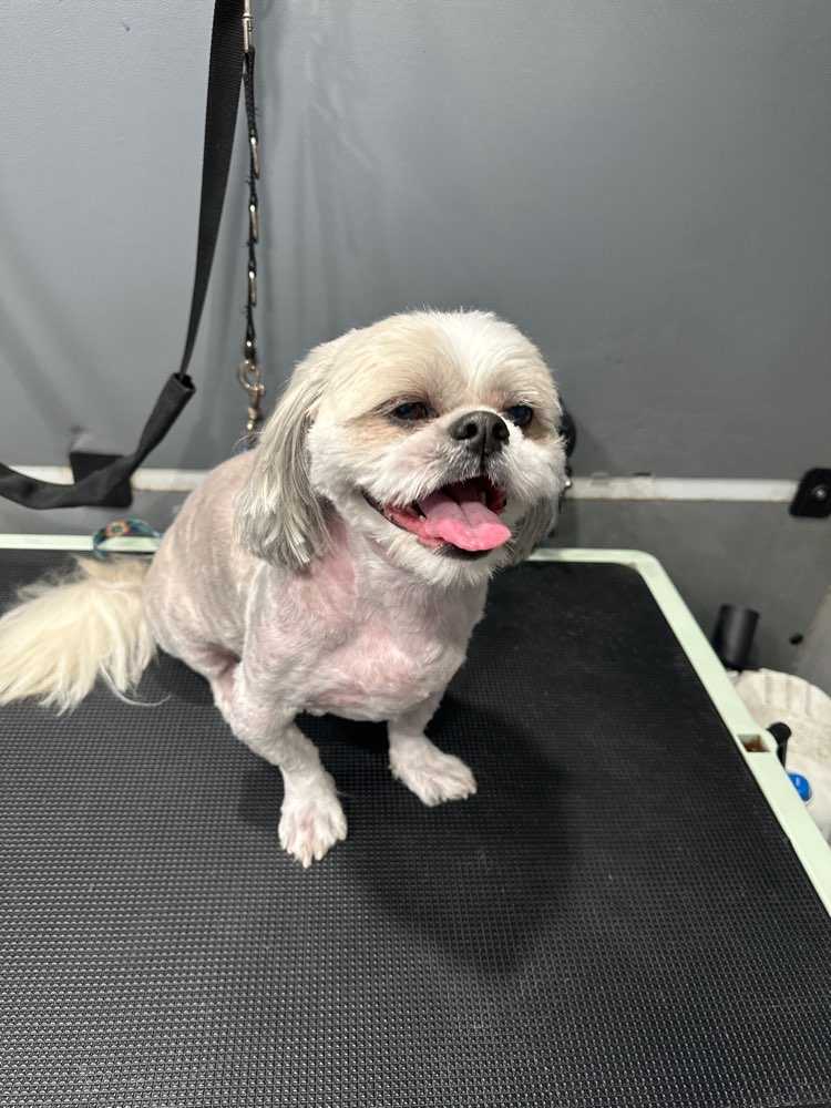 Simon