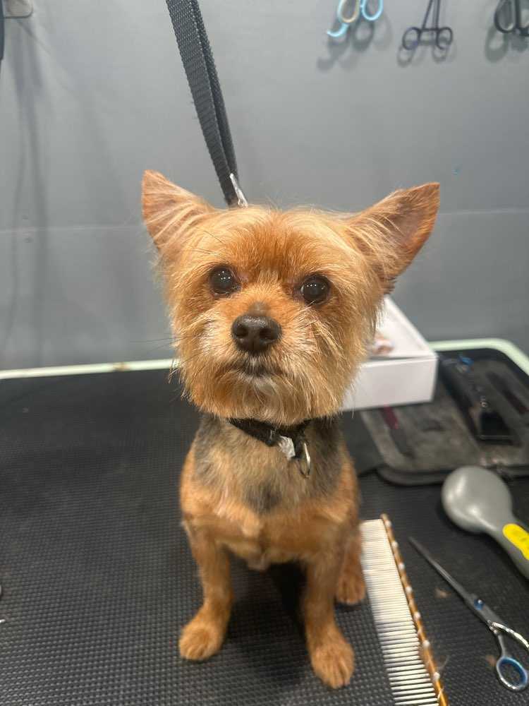Toby