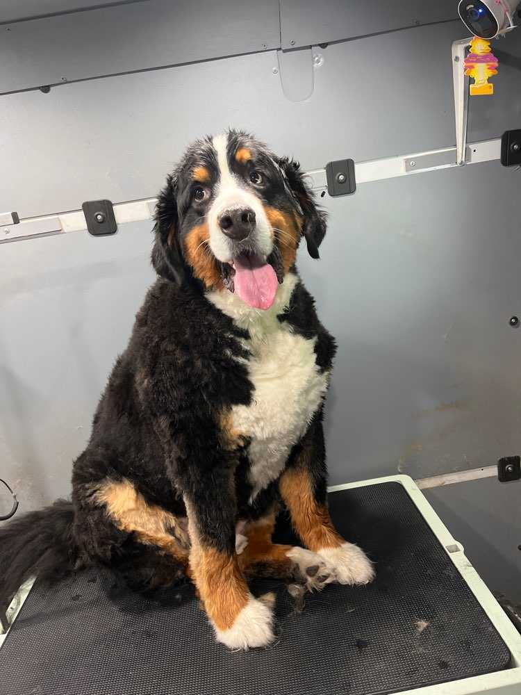 Maximus
