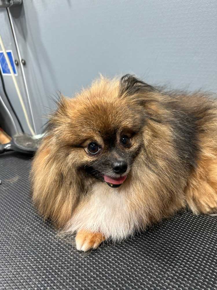 Toby