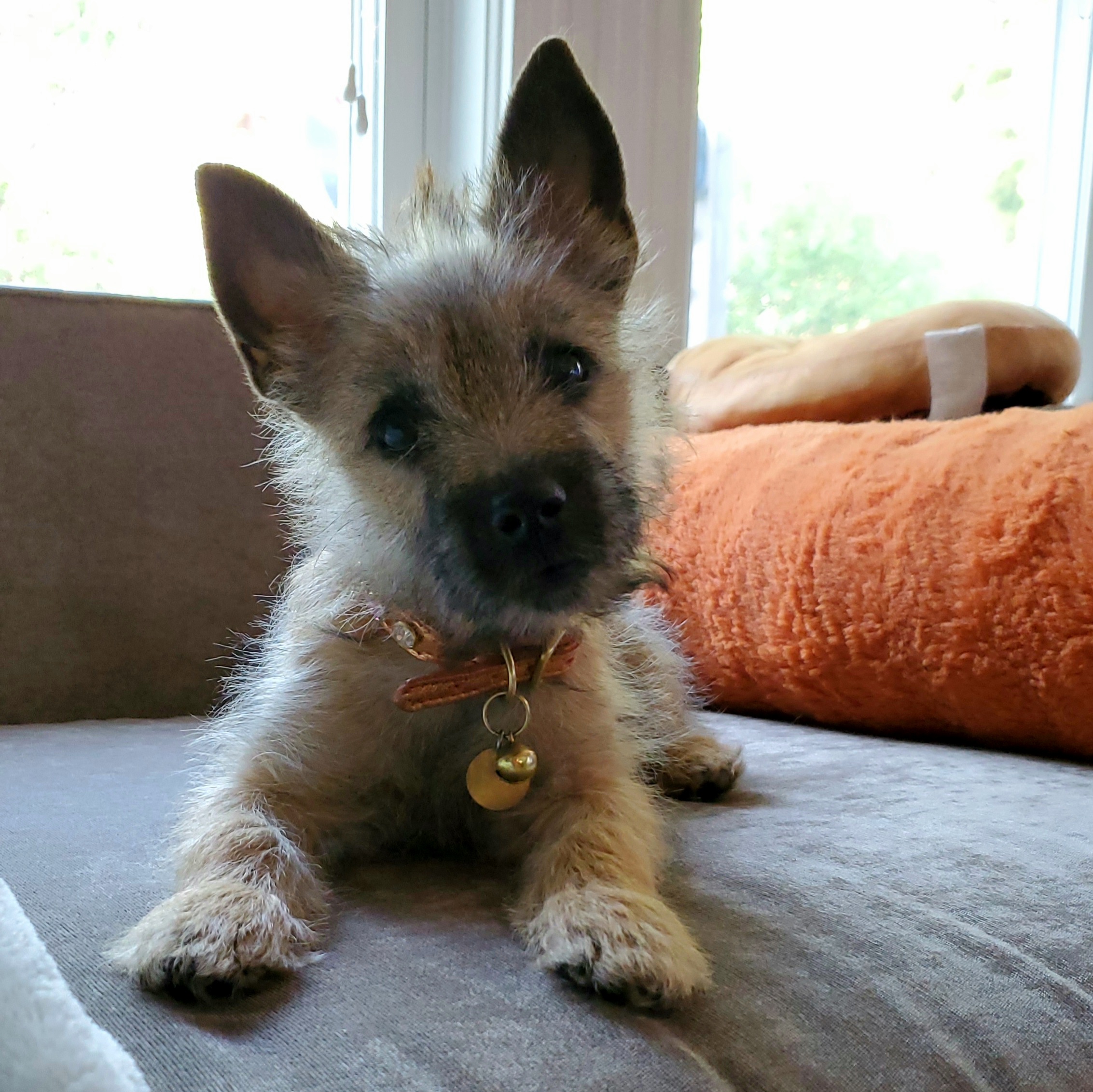 Josie