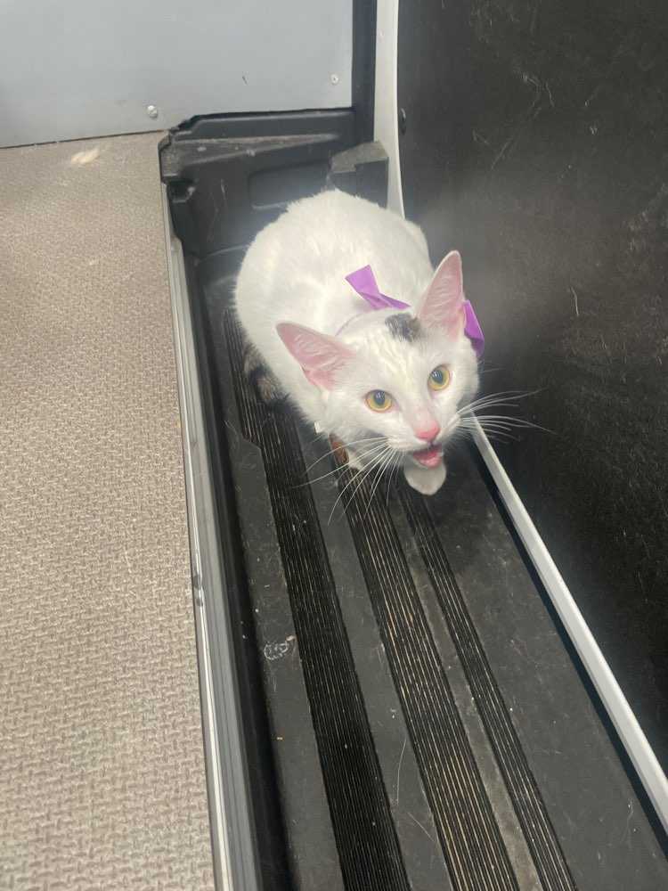 Kitty