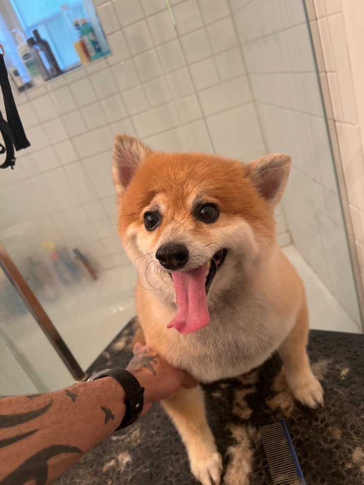 Dog Pet Photo