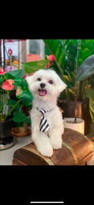 Tobi