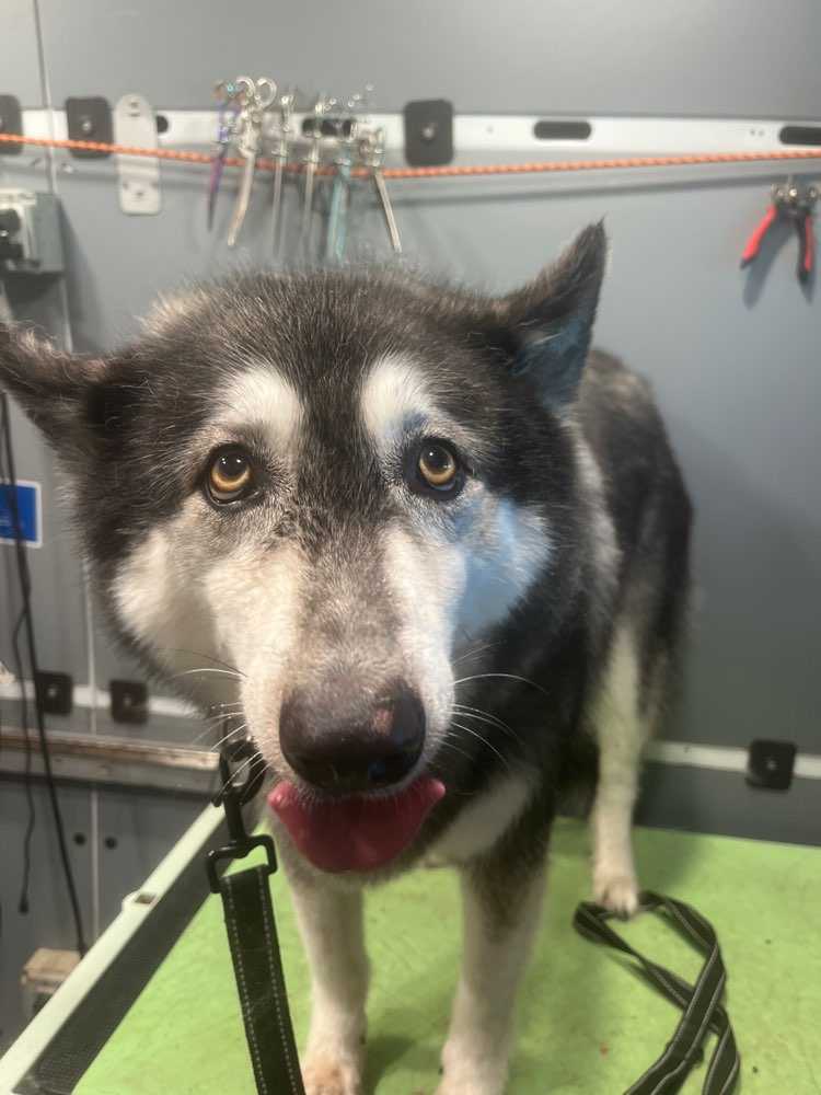 Nymeria