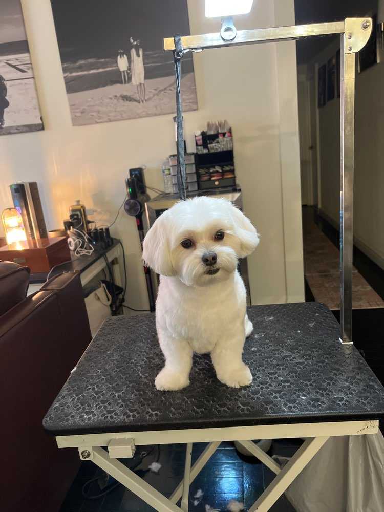 Dog Pet Photo