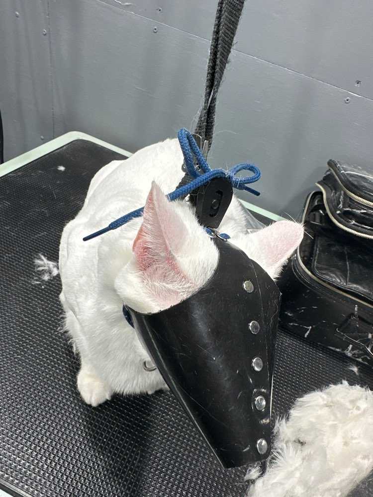 Pet