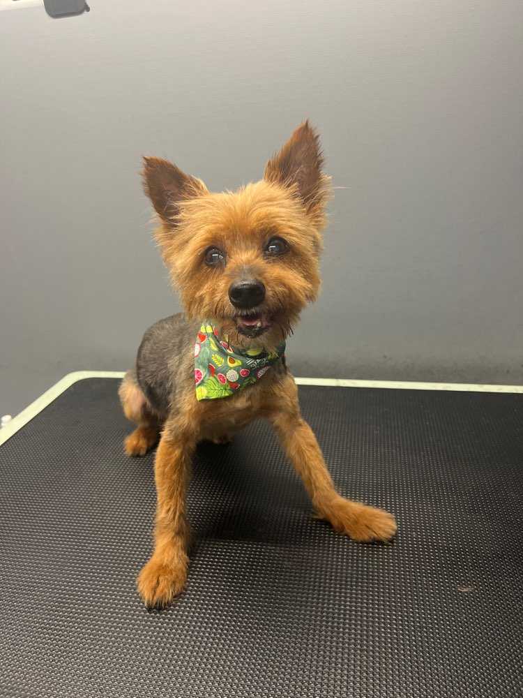 Dog Pet Photo