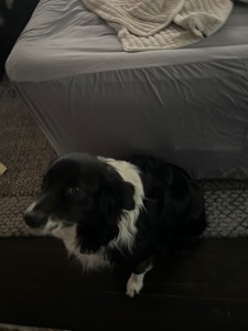 Dezzie