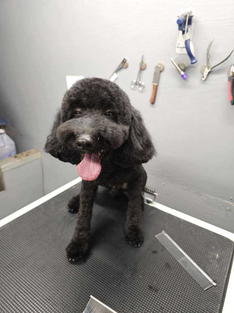 Koko