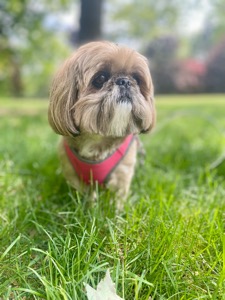 Dolly