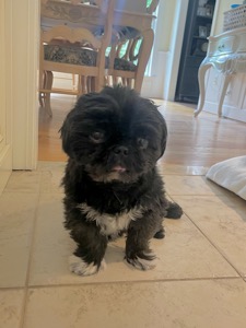 Louie