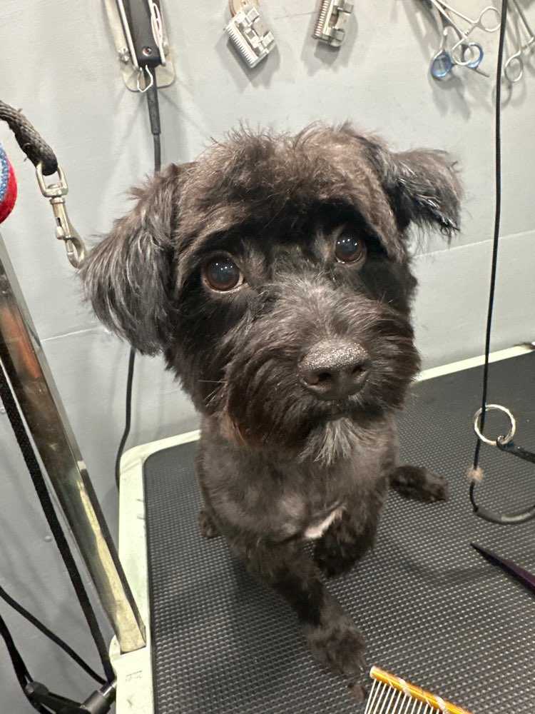 Dog Pet Photo