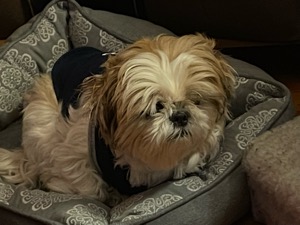 Bella