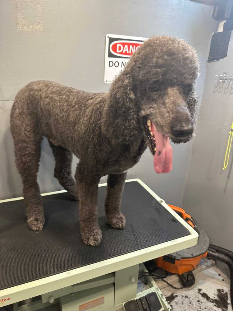 Bear