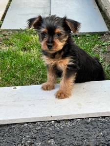 Dog Pet Photo