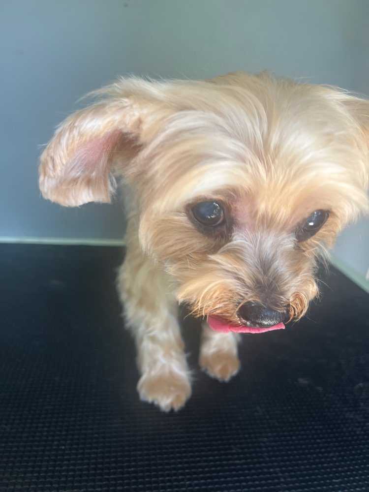 Dog Pet Photo