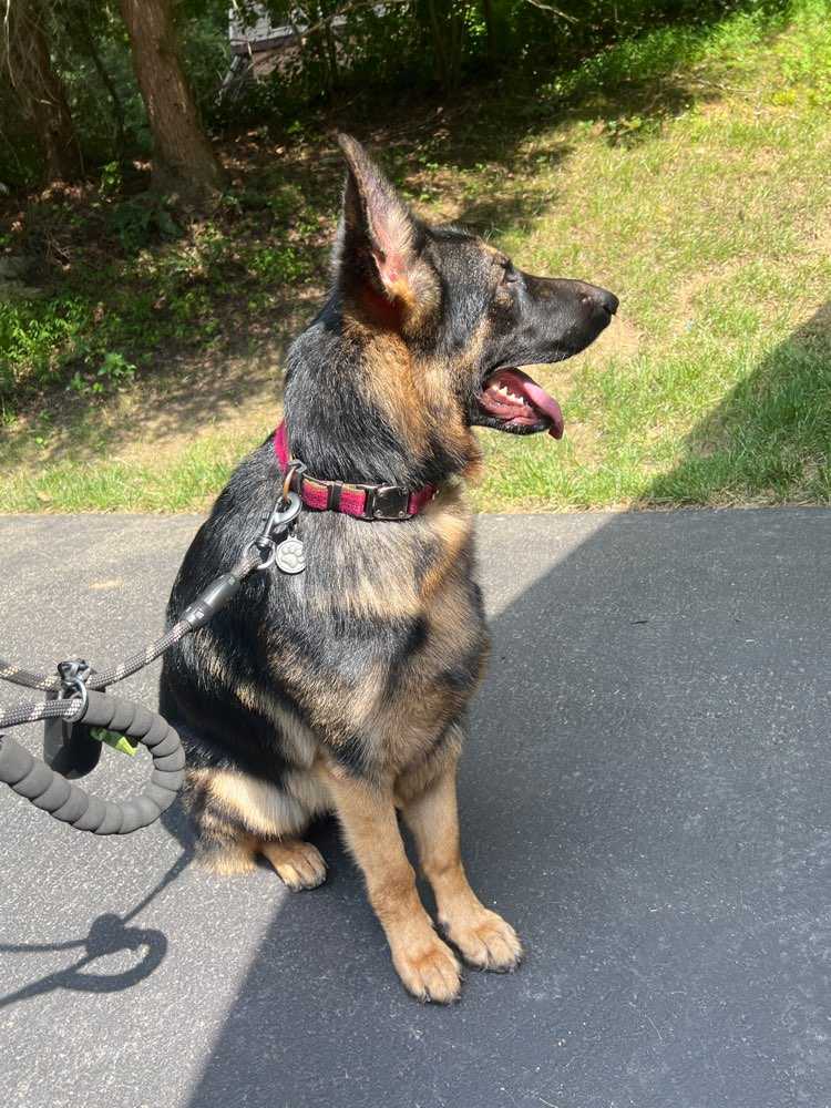 Ripley