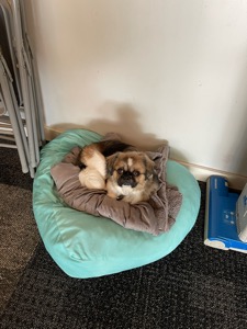 Dog Pet Photo